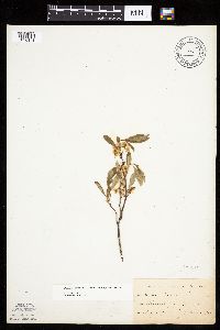 Prunus pumila image