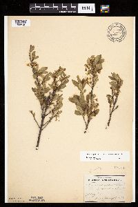 Prunus pumila image