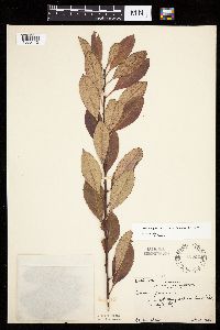 Prunus pumila image