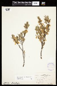 Prunus pumila image
