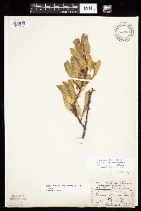 Prunus pumila image