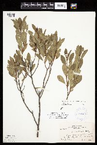 Prunus pumila image