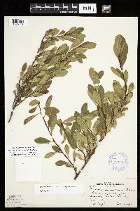 Prunus pumila image