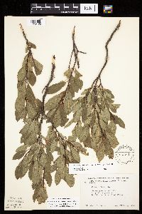 Prunus pumila image