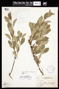 Prunus pumila image