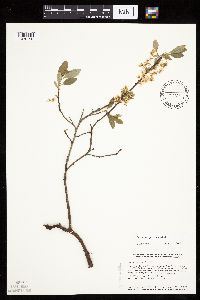 Prunus pumila image