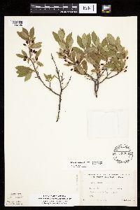 Prunus pumila image