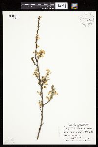 Prunus pumila var. susquehanae image