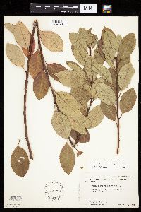 Prunus pumila var. susquehanae image