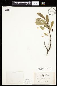 Prunus pumila image
