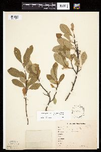Prunus pumila image