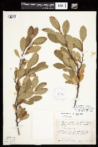 Prunus pumila image