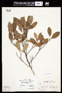 Image Associated With the Occurrence