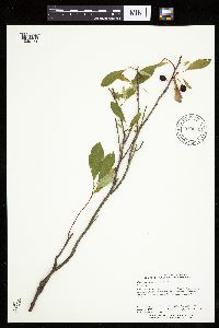 Image Associated With the Occurrence