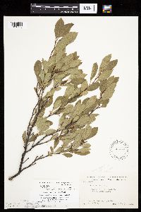 Prunus pumila image