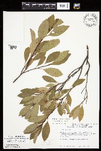 Image Associated With the Occurrence