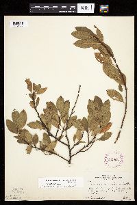 Prunus pumila image