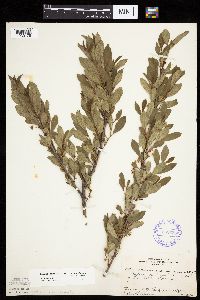 Prunus pumila image