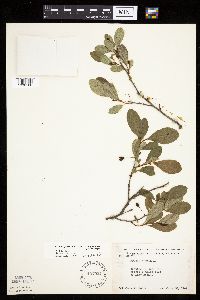 Prunus pumila var. susquehanae image