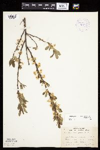 Prunus pumila var. susquehanae image