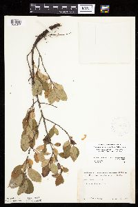 Prunus pumila var. susquehanae image