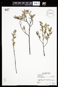 Prunus pumila image