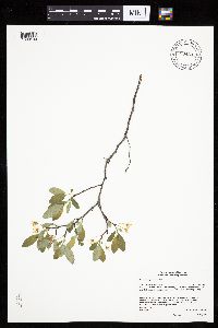 Prunus pumila image