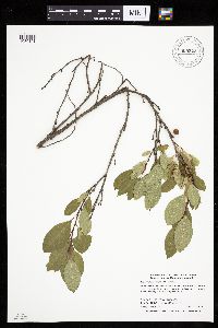 Prunus pumila var. susquehanae image