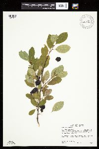 Prunus pumila image