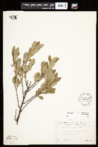 Prunus pumila image