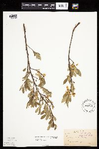 Prunus pumila image