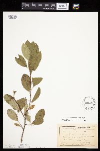 Prunus pumila image