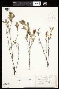 Prunus pumila var. susquehanae image