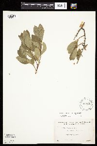 Prunus pumila var. susquehanae image