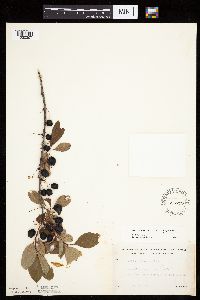 Prunus pumila image