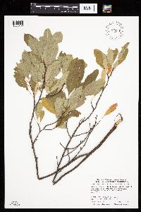 Prunus pumila var. susquehanae image