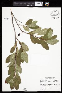 Prunus pumila image