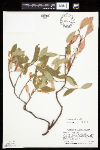 Prunus pumila image