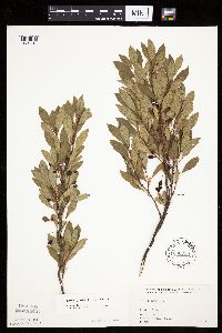 Prunus pumila image