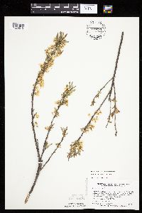 Prunus pumila image