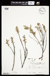 Prunus pumila image