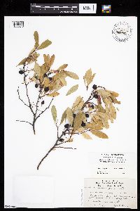 Prunus pumila image