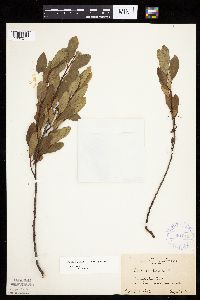 Prunus pumila image