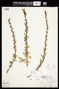 Prunus pumila image
