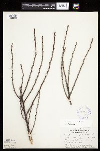 Prunus pumila image