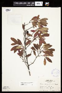 Prunus pumila image