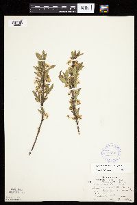 Prunus pumila image