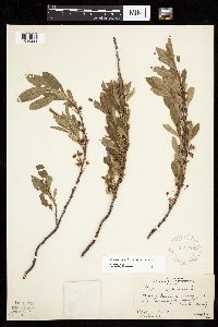 Prunus pumila image