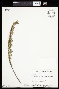 Prunus pumila image