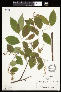 Prunus serotina image